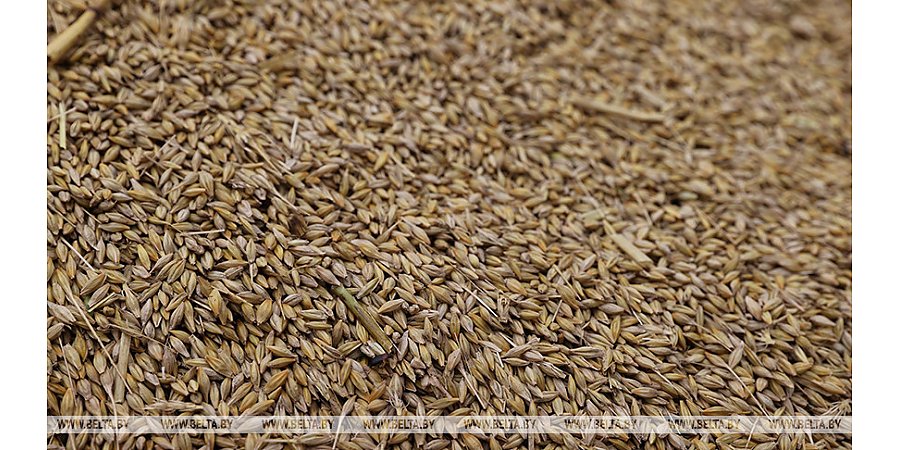 Папа Римский призвал Россию возобновить зерновую сделку