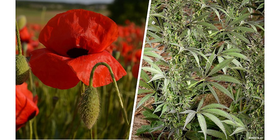 За мак-самосейку штраф не на копейку