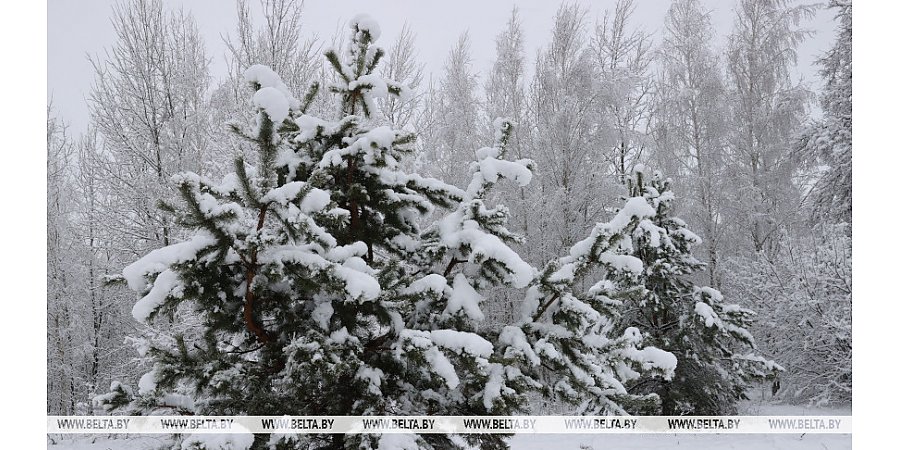 Заметет и заморозит. Белгидромет о погоде на ближайшую неделю