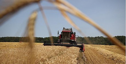 В Беларуси намолотили более 470 тыс. тонн озимого ячменя
