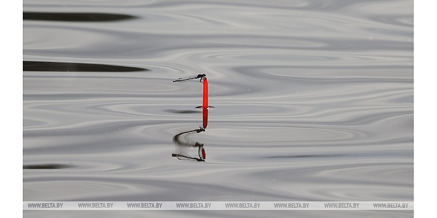 Запрет на лов сома вводится по всей Беларуси
