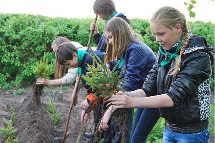 Более 750 тысяч сеянцев и саженцев подготовил питомник Жирмунского лесничества к отправке на новые «места жительства»
