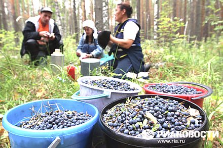 Заготавливайте по правилам