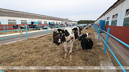 Банк развития объявил конкурс инвестпроектов по строительству молочно-товарных ферм с господдержкой 