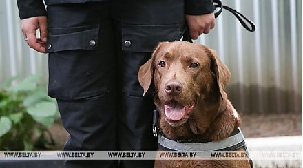 Около 100 служебных собак задействованы для охраны порядка на объектах II Европейских игр