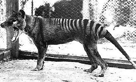 В Австралии встретили животное, которое вымерло 80 лет назад
