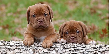 5 причин кастрировать домашних животных