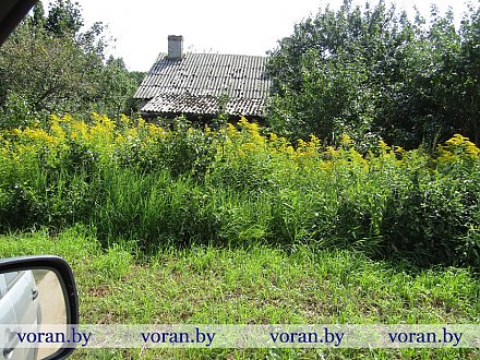 Опасная красота