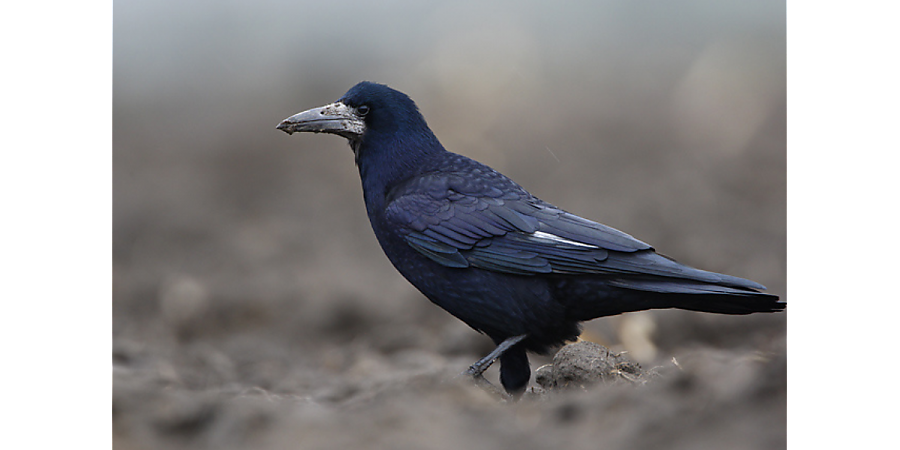 Народные приметы на 17 марта: наблюдаем за грачами