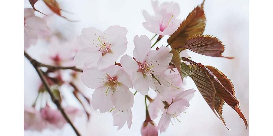 Описан несложный способ защититься от аллергии весной