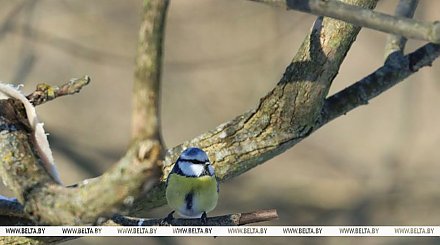 Дождь и до +15°C тепла ожидается в Беларуси 24 февраля