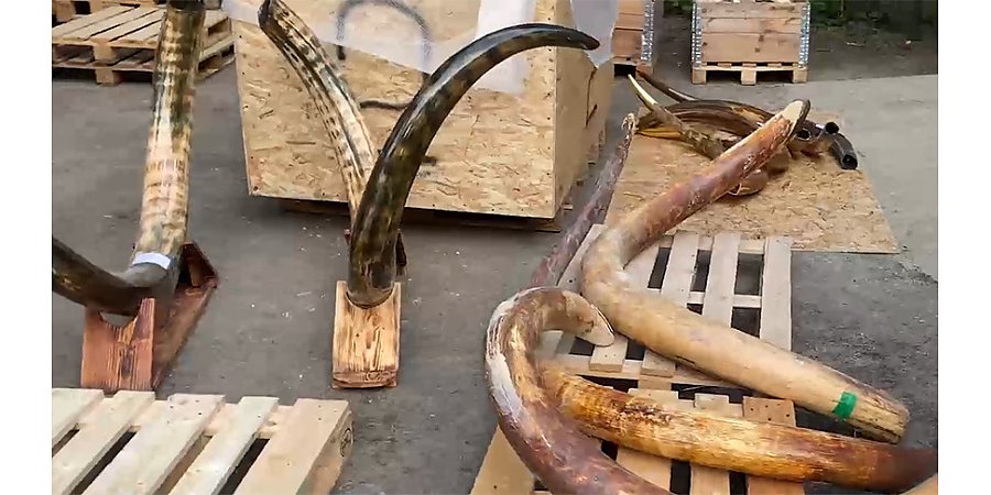 Контрабандисты с бивнями мамонтов общим весом 3,5 тонны задержаны в Беларуси