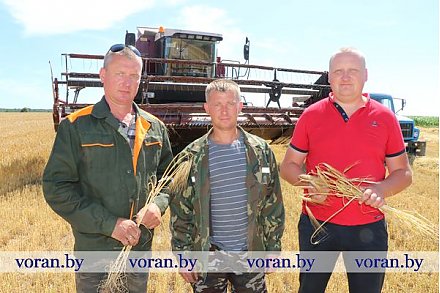 В КСУП «Больтишки» Вороновского района — зажинки. Сельхозпредприятие первым в районе приступило к уборке зерновых.