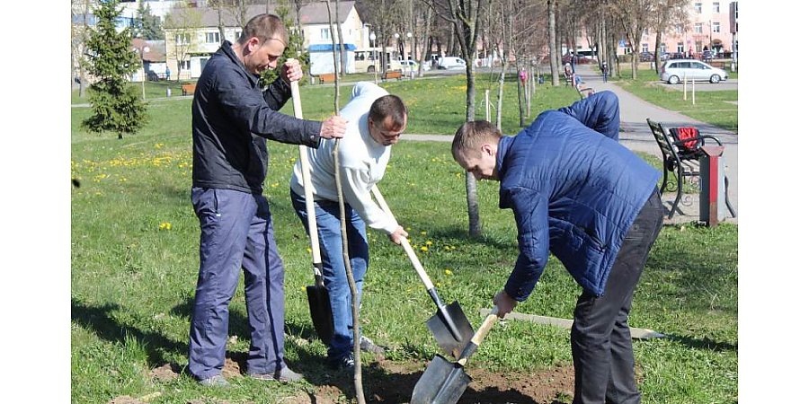 Озеленение дворов, состояние контейнерных площадок и борьба с инвазивными растениями. Наведение порядка на земле обсудили в облисполкоме