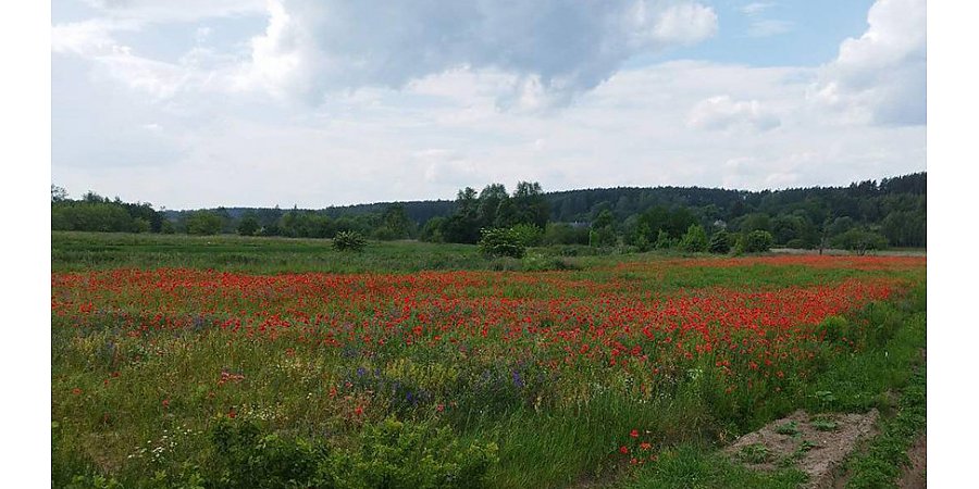В Гродненской области уничтожено более 160 кг дикорастущего мака за полторы недели