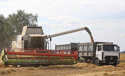 Уборку зерновых в Беларуси планируют завершить за две недели