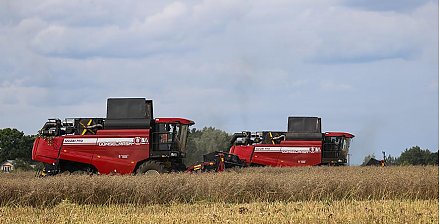 В Беларуси намолотили 612 тыс. тонн озимого рапса на зерно
