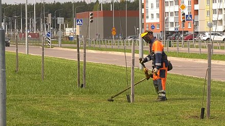 Куда девать скошенную траву? Рекомендации Минприроды