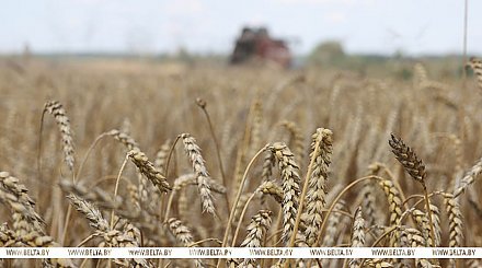 Зерновые и зернобобовые культуры с кукурузой в Беларуси убраны с 94% площадей