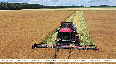 "Сработали лучше, чем прежде". Александр Лукашенко озвучил важные выводы тяжелого сельскохозяйственного года