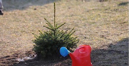 Республиканская акция «Неделя леса» пройдет на Гродненщине с 15 по 22 апреля