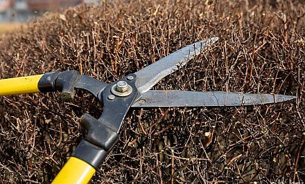 Знаете ли вы, какие декоративные кустарники можно и нужно обрезать в марте и апреле?