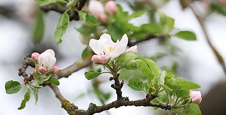 Оранжевый уровень опасности из-за заморозков и сильного ветра объявлен в Беларуси на Радуницу