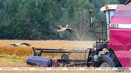 Аграрии Беларуси намолотили почти 8,9 млн тонн зерна