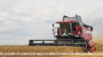 Почти 9,5 млн тонн зерна с рапсом и кукурузой собрали в Беларуси