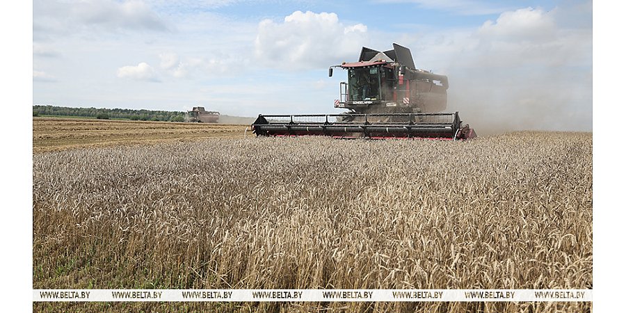 Белорусские аграрии намолотили 8 млн тонн зерна 