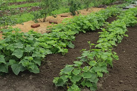 Садовод назвал культуры, которые можно выращивать без рассады