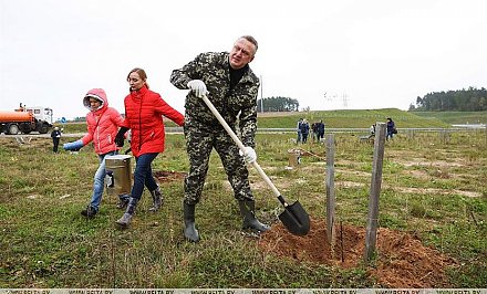 В Беларуси за год высадят около 500 тысяч деревьев и 350 тысяч кустарников