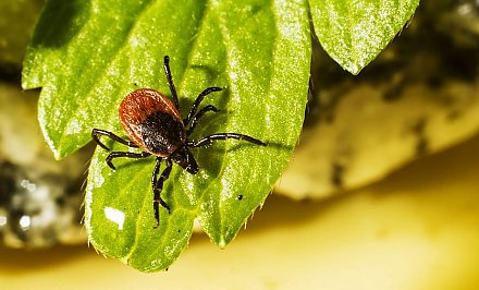 Жители области жалуются на укусы клещей