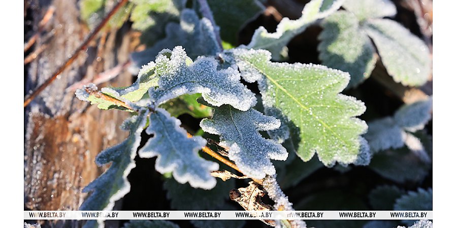 В Беларуси объявлено штормовое предупреждение из-за заморозков 