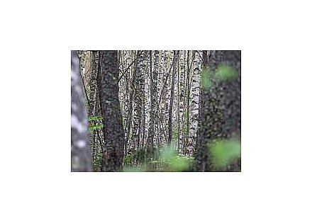 В 11 районах Гродненской области ограничено посещение лесов