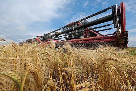 Белорусские аграрии намолотили 5 млн тонн зерна