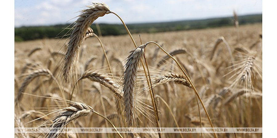 В Беларуси намолотили более 5 млн тонн зерна с учетом рапса