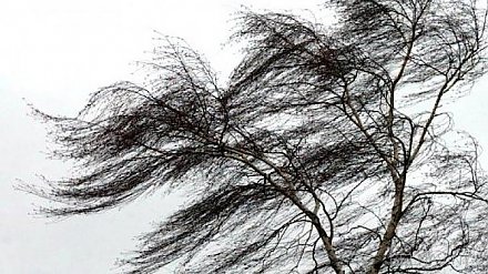 Берегитесь, сильный ветер! Штормовое предупреждение продлено до 11 февраля