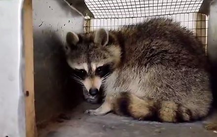 Енот Сеня переехал в новый дом