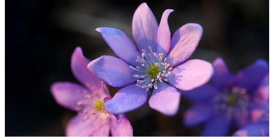 В Минприроды рассказали, почему нельзя собирать первоцветы и как это охраняется законом