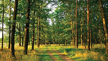 В Вороновском районе в лес ходить можно
