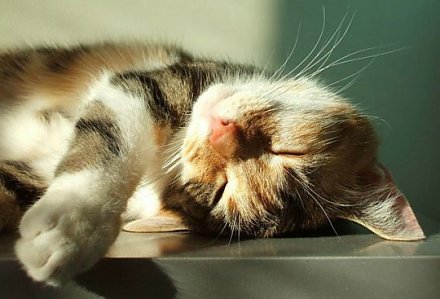 До +31 градуса ожидается в Беларуси 24 июня