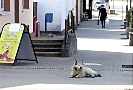 Не бросайте тех, кого приручили!