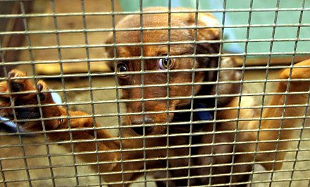Лишение свободы до 3-х лет: в Беларуси пересмотрят наказание за жесткое обращение с животными