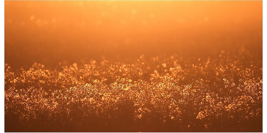 Какой будет погода в первые выходные октября, рассказали синоптики