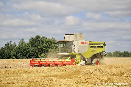 В Беларуси убрано почти 80% озимого ячменя