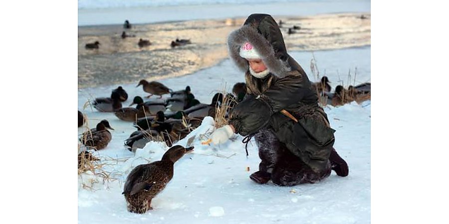 Забота с умом: почему важно не кормить водоплавающих птиц в городской среде?