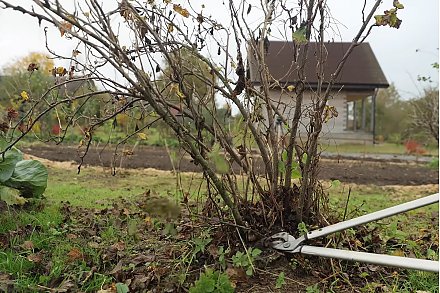 Посадка культур, обрезка, укрытие: какие работы еще стоит выполнить в саду и огороде до зимы