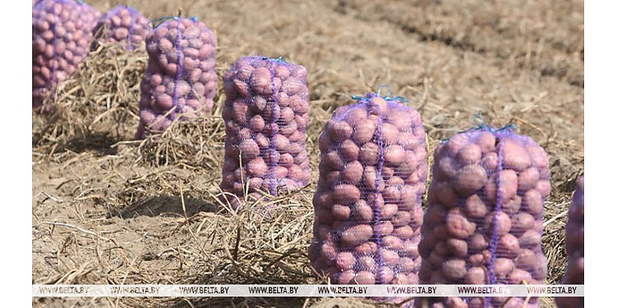 В Беларуси накопано более 500 тыс. тонн картофеля