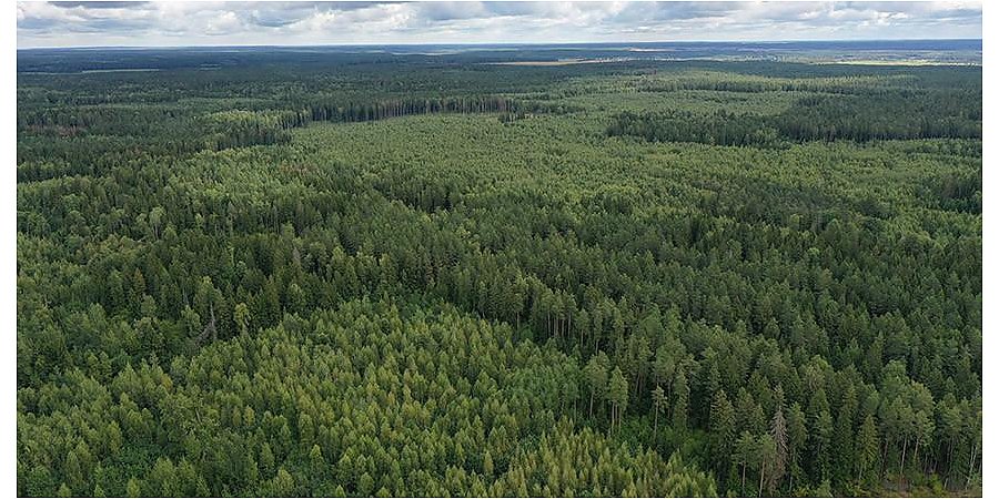 Площадь лесов в Беларуси за 30 лет увеличилась на 1 млн га